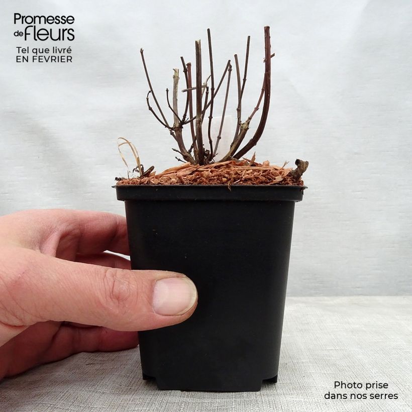 Amostra de Sauge hybride Ember's Wish Vaso de 8/9 cm tal como entregue no inverno