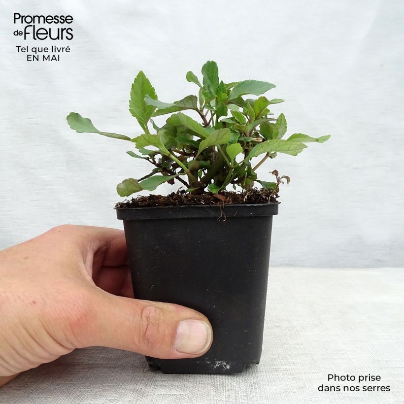 Amostra de Sálvia hybrida Embers Wish Vaso de 8/9 cm tal como entregue na primavera