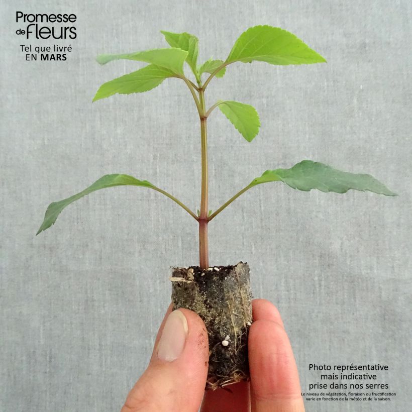 Amostra de Sauge hybride Ember's Wish Mini-torrão Ø 3/4 cm tal como entregue na primavera