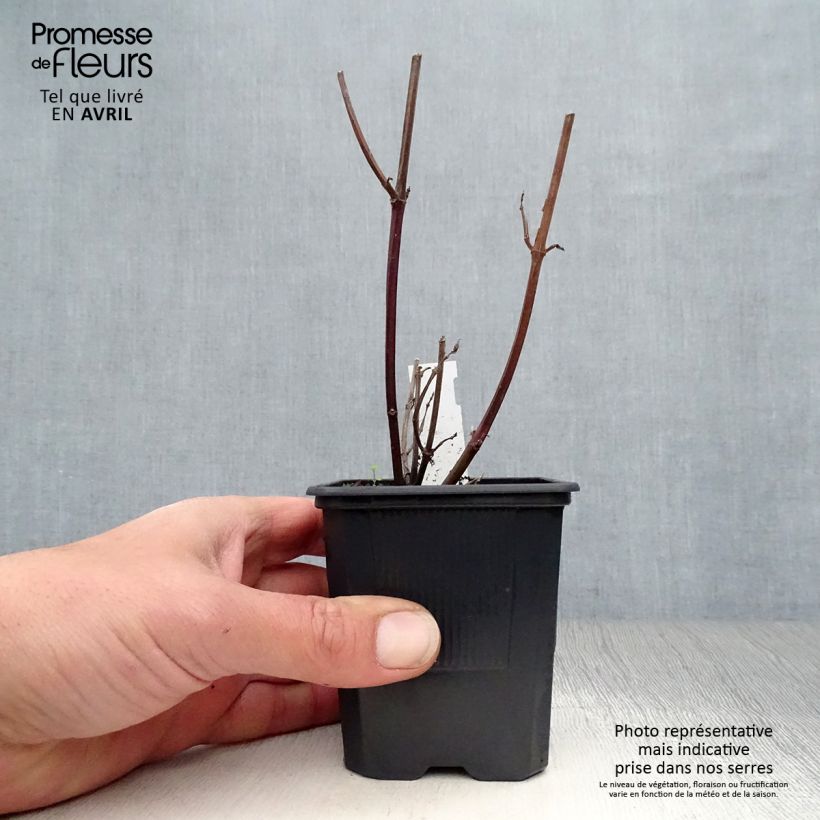 Amostra de Sálvia Love and Wishes Vaso de 8/9 cm tal como entregue na primavera