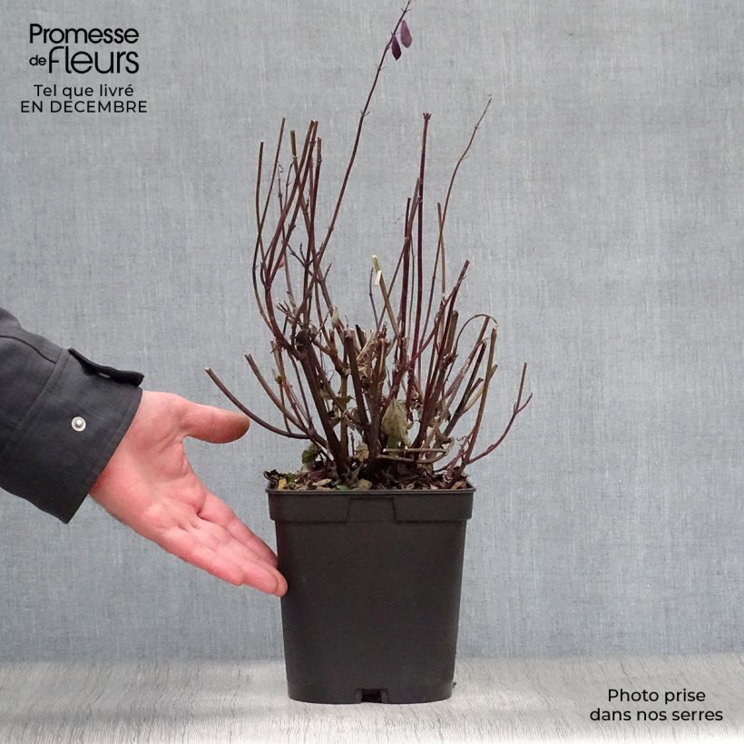 Amostra de Sálvia Love and Wishes Vaso de 2 L/3 L tal como entregue no inverno