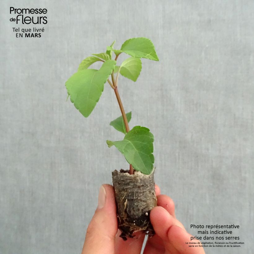 Amostra de Sauge hybride Wendy's Wish Mini-torrão Ø 3/4 cm tal como entregue na primavera