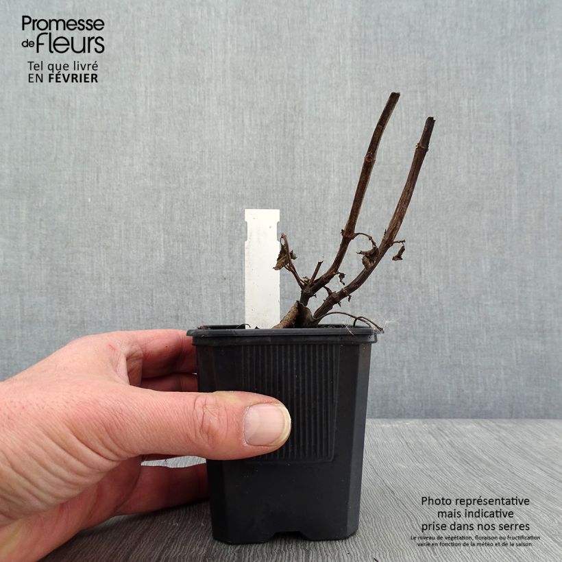 Amostra de Sauge hybride Wendy's Wish Vaso de 8/9 cm tal como entregue no inverno