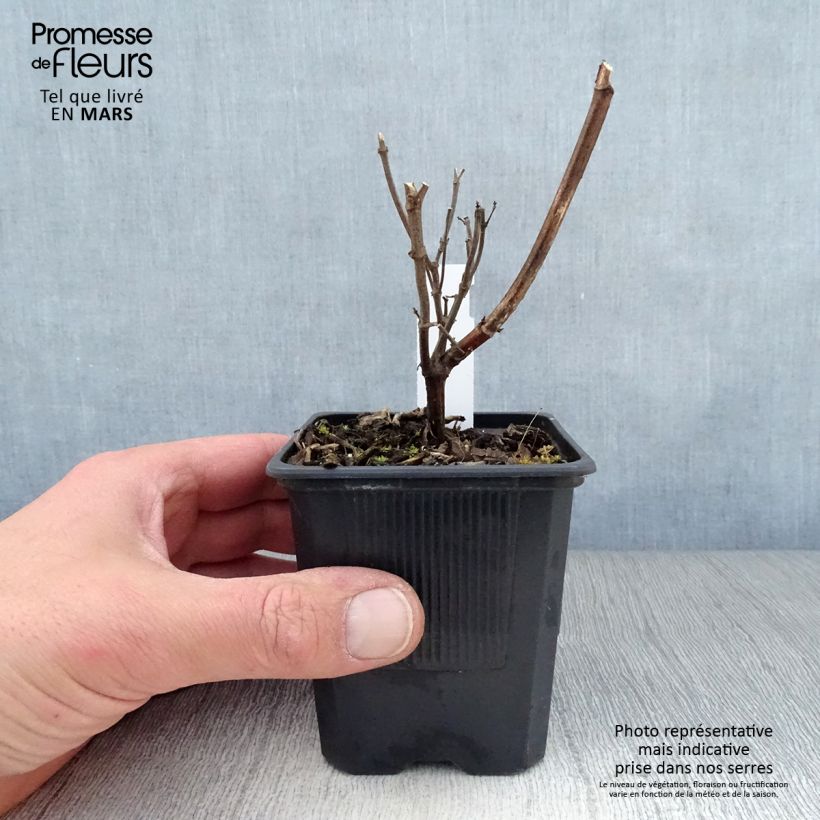 Amostra de Sálvia Wendys Wish Vaso de 8/9 cm tal como entregue na primavera