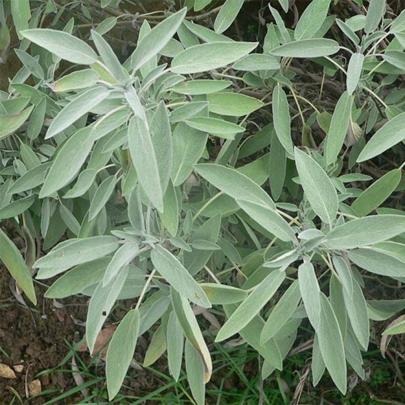 Salva - Salvia officinalis (Folhagem)