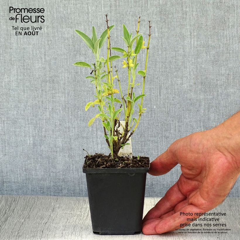 Amostra de Salvia officinalis Albiflora Vaso de 8/9 cm tal como entregue no verão