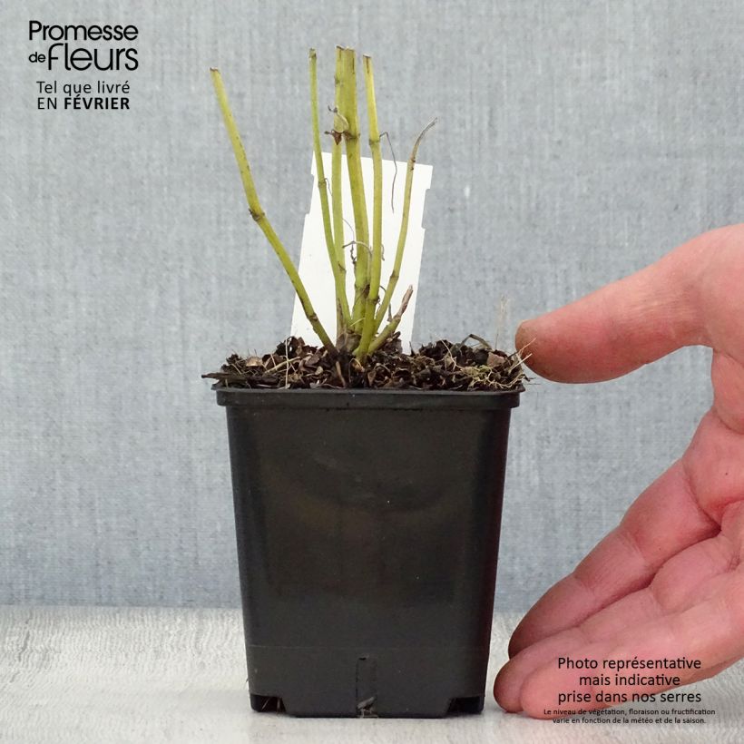 Amostra de Salvia officinalis Albiflora Vaso de 8/9 cm tal como entregue no inverno