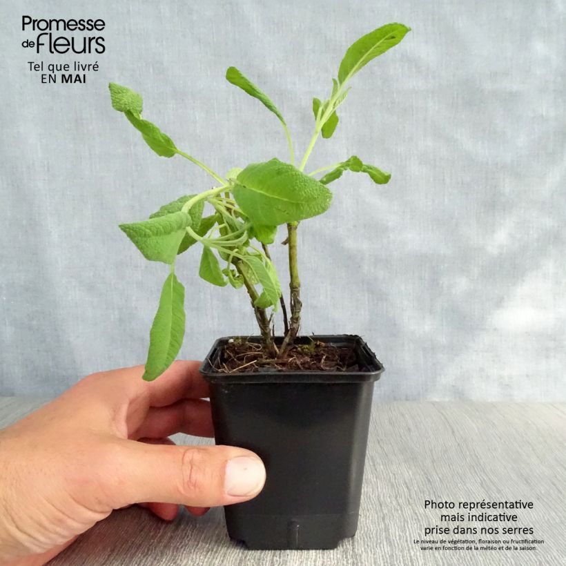 Amostra de Salvia officinalis Albiflora Vaso de 8/9 cm tal como entregue na primavera