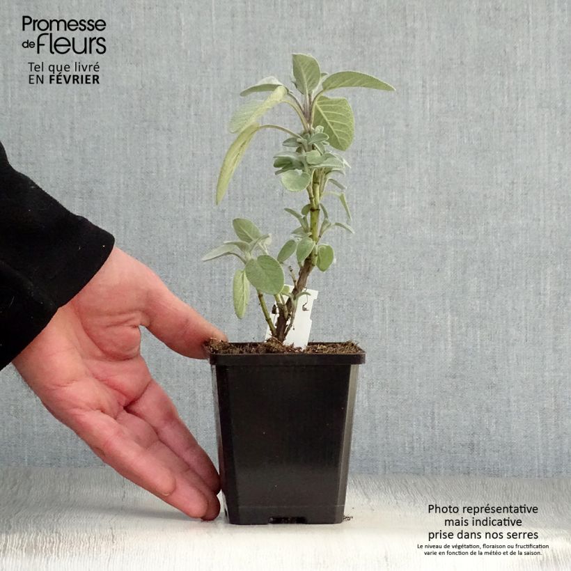 Amostra de Sálvia officinalis Berggarten Vaso de 8/9 cm tal como entregue no inverno