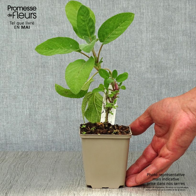 Amostra de Sálvia officinalis Berggarten Vaso de 8/9 cm tal como entregue na primavera