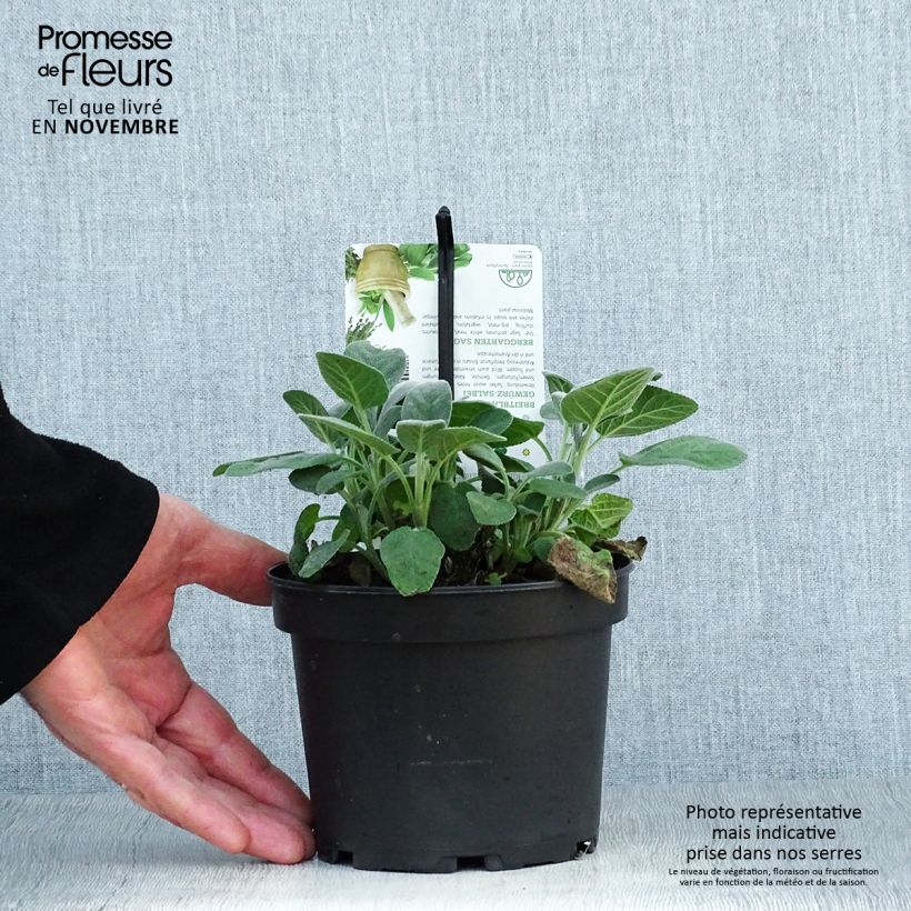 Amostra de Sálvia officinalis Berggarten Vaso de 1,5 L/2 L tal como entregue no outono