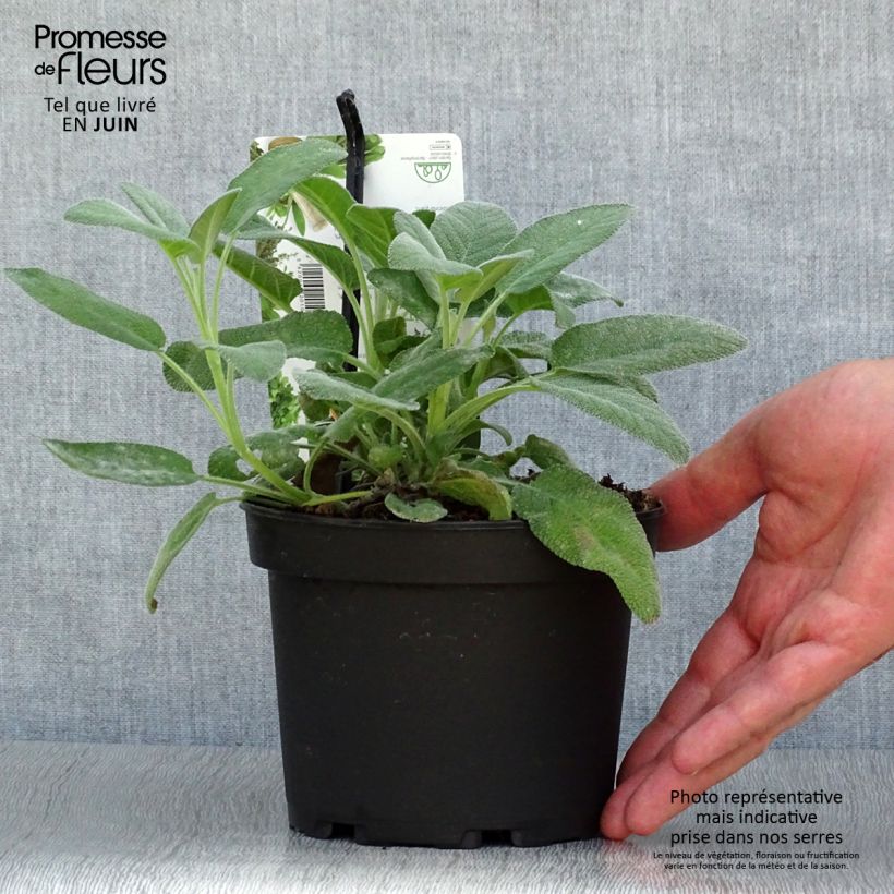 Amostra de Sálvia officinalis Berggarten Vaso de 1,5 L/2 L tal como entregue no verão