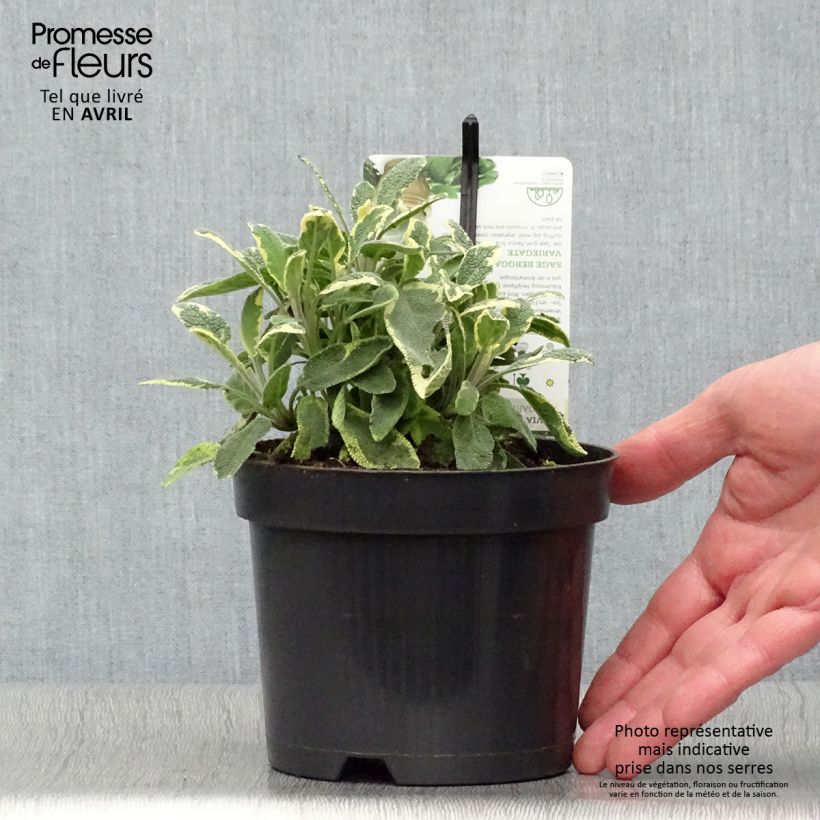 Amostra de Salva Berggarten Variegated - Salvia officinalis Vaso de 1,5 L/2 L tal como entregue na primavera