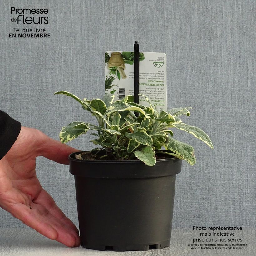 Amostra de Salva Berggarten Variegated - Salvia officinalis Vaso de 1,5 L/2 L tal como entregue no outono