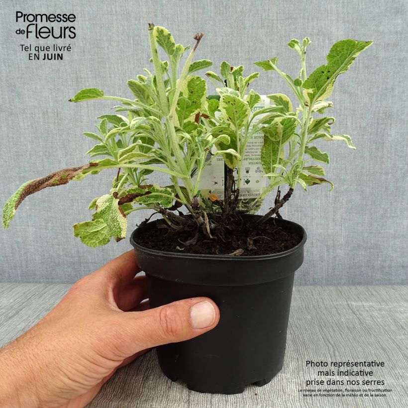 Amostra de Salva Berggarten Variegated - Salvia officinalis Vaso de 1,5 L/2 L tal como entregue no verão