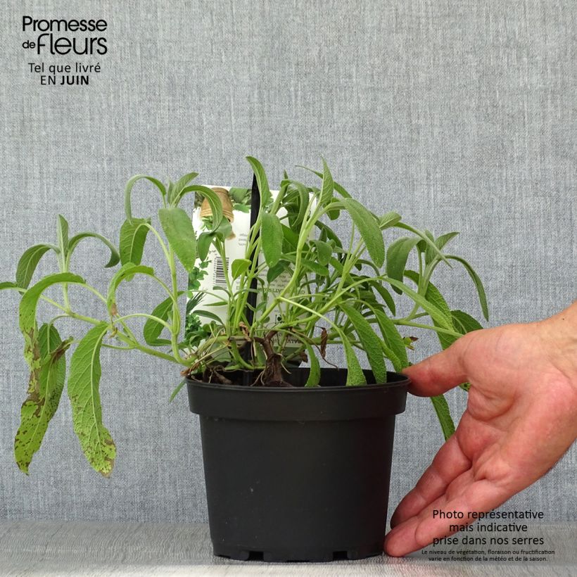 Amostra de Salva Elephant Ear - Salvia officinalis Vaso de 1,5 L/2 L tal como entregue no verão