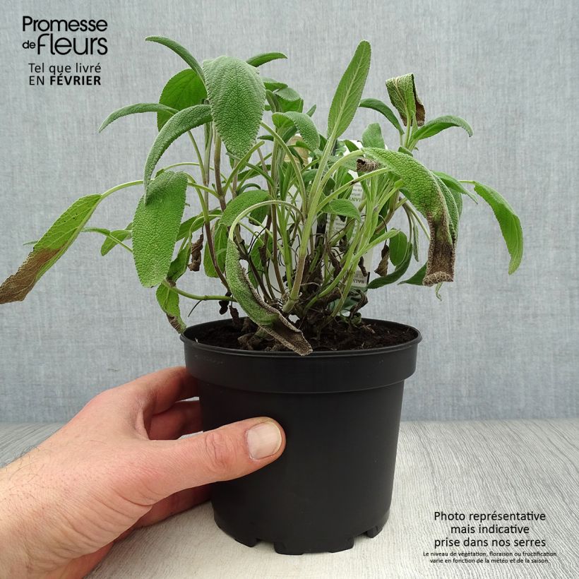 Amostra de Sauge officinale Elephant Ear - Salvia officinalis Vaso de 1,5 L/2 L tal como entregue no inverno