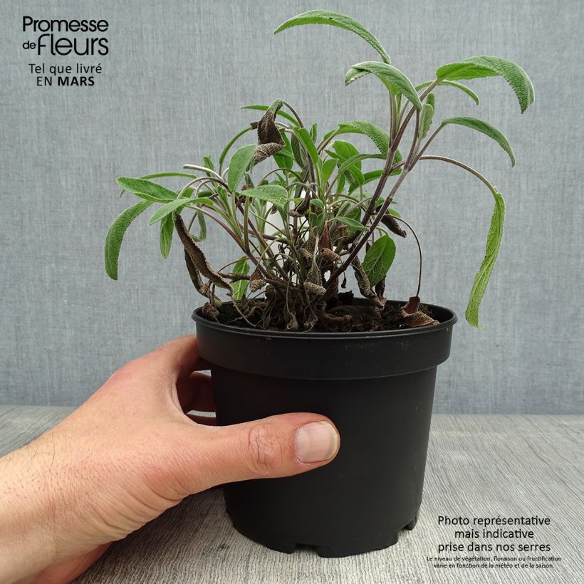 Amostra de Salva Elephant Ear - Salvia officinalis Vaso de 1,5 L/2 L tal como entregue na primavera