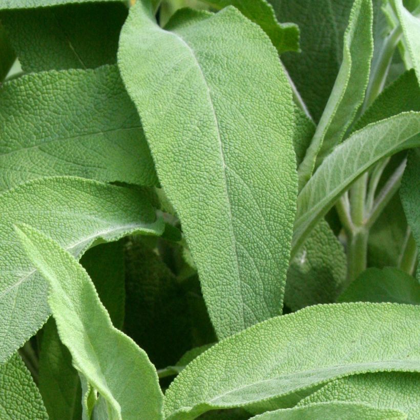 Salva Elephant Ear - Salvia officinalis (Folhagem)