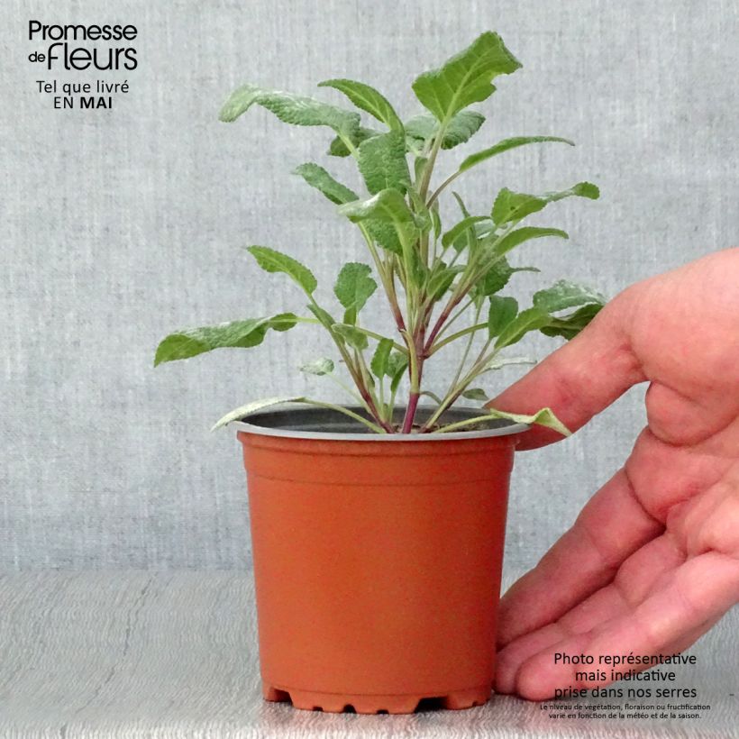 Amostra de Sauge officinale Grower's Friend en plants Vaso de 8/9 cm tal como entregue na primavera
