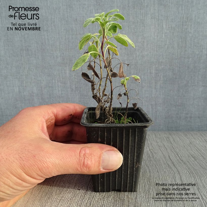 Amostra de Salva Aurea - Salvia officinalis Vaso de 7/8 cm tal como entregue no outono