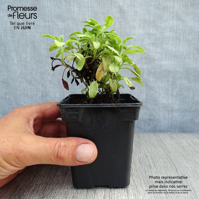 Amostra de Salva Aurea - Salvia officinalis Vaso de 7/8 cm tal como entregue no verão