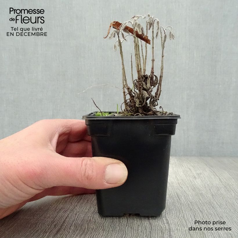 Amostra de Salvia officinalis Aurea - Sauge officinale Aurea Vaso de 7/8 cm tal como entregue no inverno