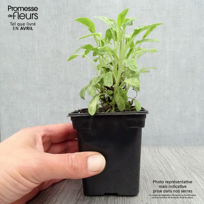 Amostra de Salva Aurea - Salvia officinalis Vaso de 7/8 cm tal como entregue na primavera