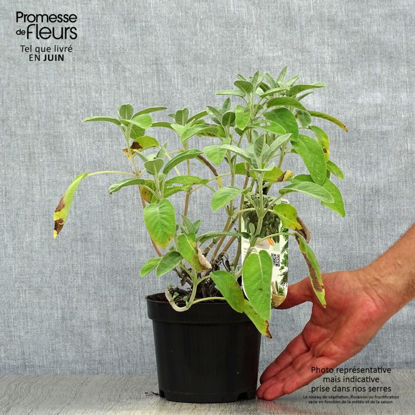 Amostra de Salva Maxima - Salvia officinalis Vaso de 1,5 L/2 L tal como entregue no verão