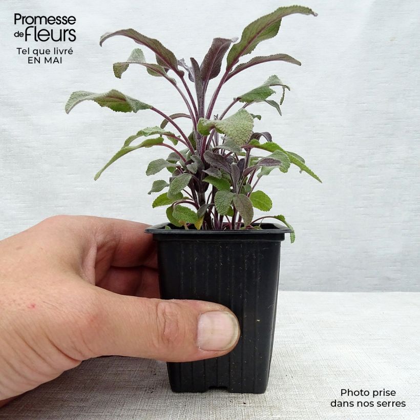 Amostra de Salvia officinalis Purpurascens Vaso de 7/8 cm tal como entregue na primavera