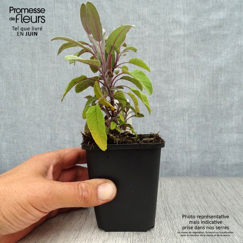 Amostra de Salvia officinalis Purpurascens Vaso de 7/8 cm tal como entregue no verão
