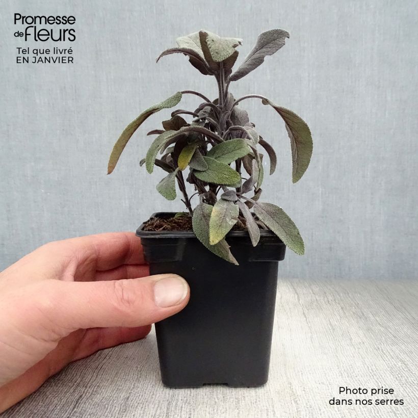 Amostra de Salvia officinalis Purpurascens Vaso de 7/8 cm tal como entregue no inverno