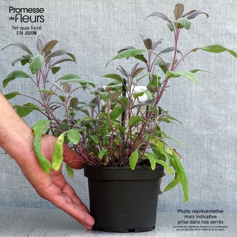 Amostra de Salvia officinalis Purpurascens Vaso de 1,5 L/2 L tal como entregue no verão