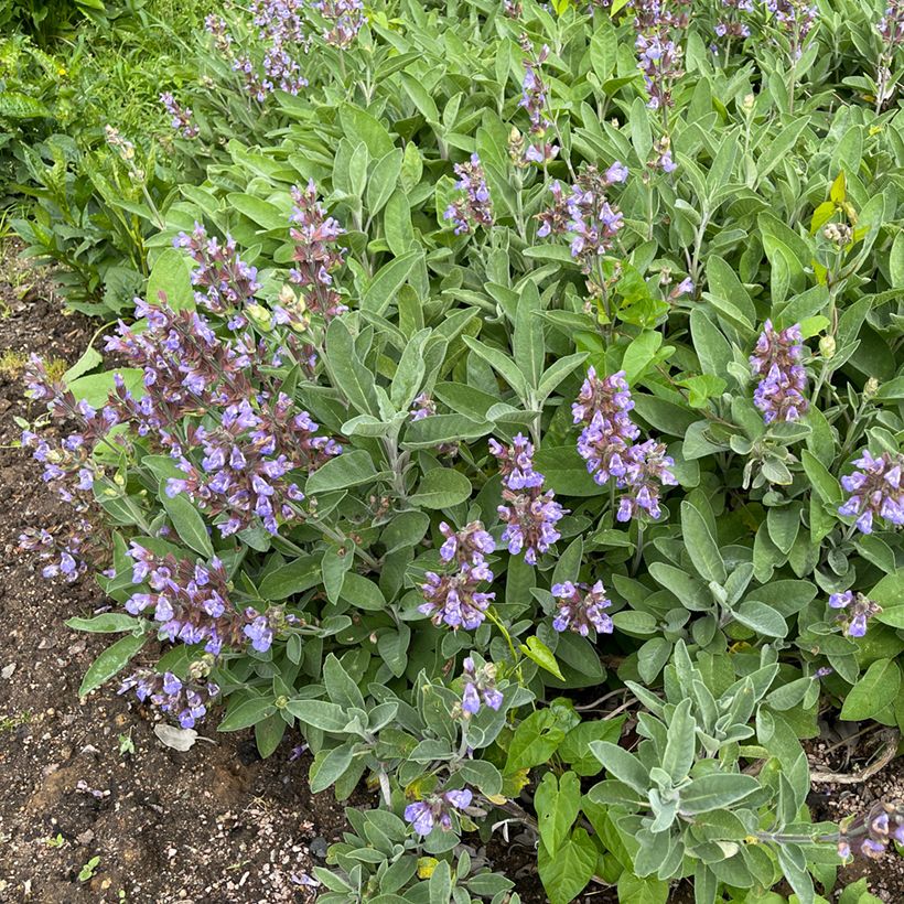 Salva - Salvia officinalis (Hábito)