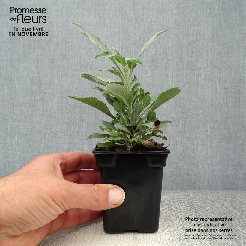 Amostra de Salva - Salvia officinalis Vaso de 8/9 cm tal como entregue no outono