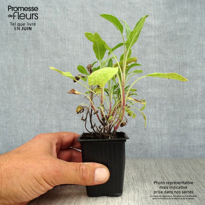 Amostra de Salva - Salvia officinalis Vaso de 8/9 cm tal como entregue no verão