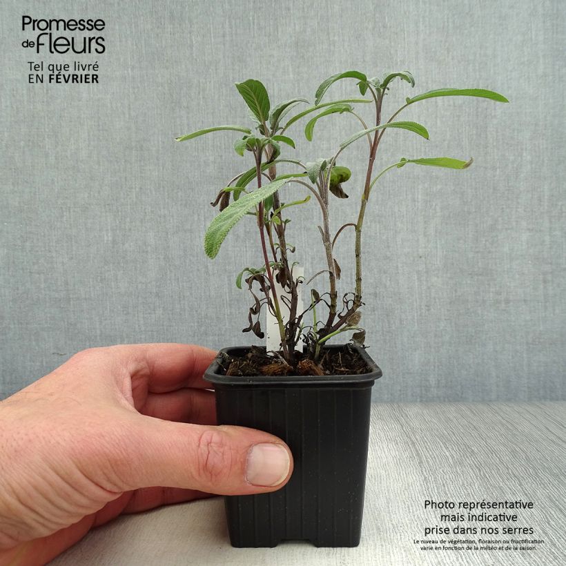 Amostra de Sauge officinale - Salvia officinalis Vaso de 8/9 cm tal como entregue no inverno