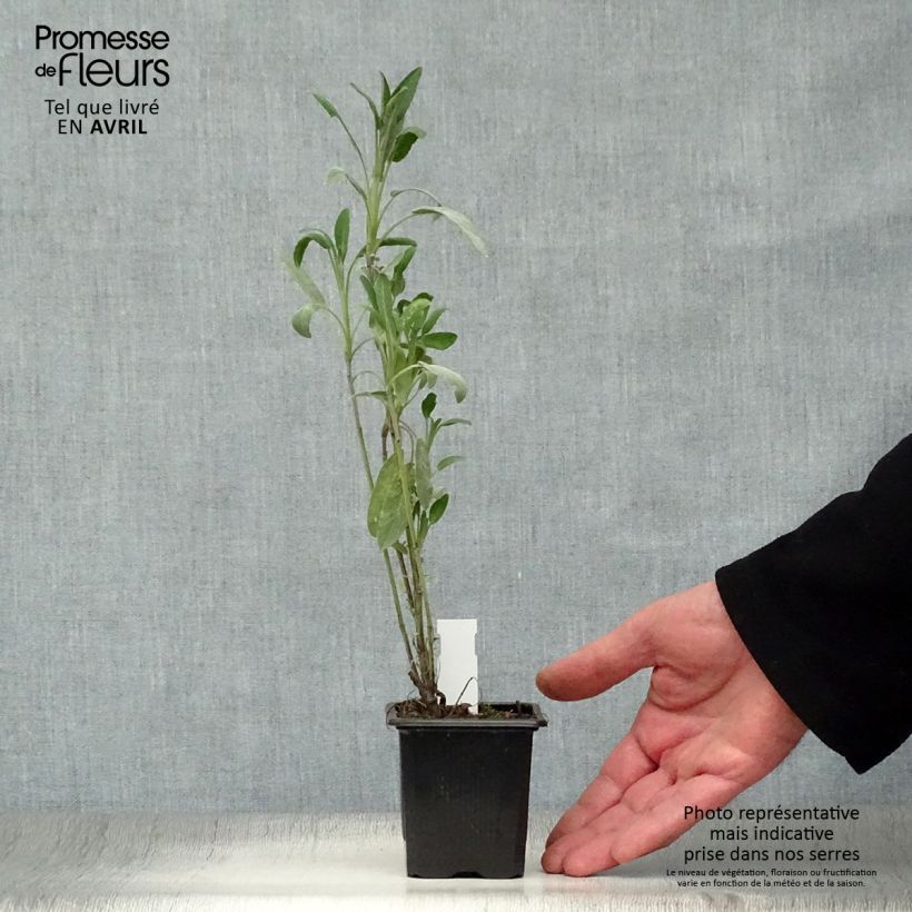 Amostra de Salva - Salvia officinalis Vaso de 8/9 cm tal como entregue na primavera