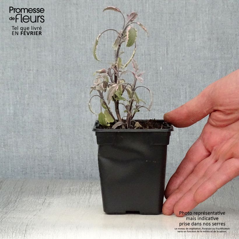 Amostra de Sálvia officinalis Tricolor Vaso de 7/8 cm tal como entregue no inverno