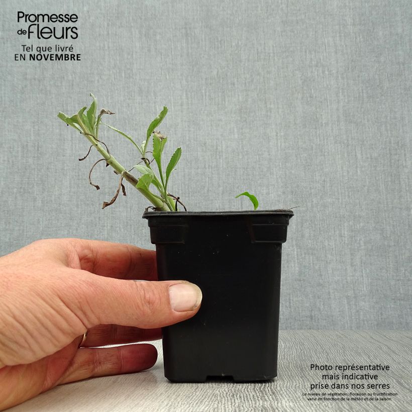 Amostra de Sálvia apiana Vaso de 7/8 cm tal como entregue no outono