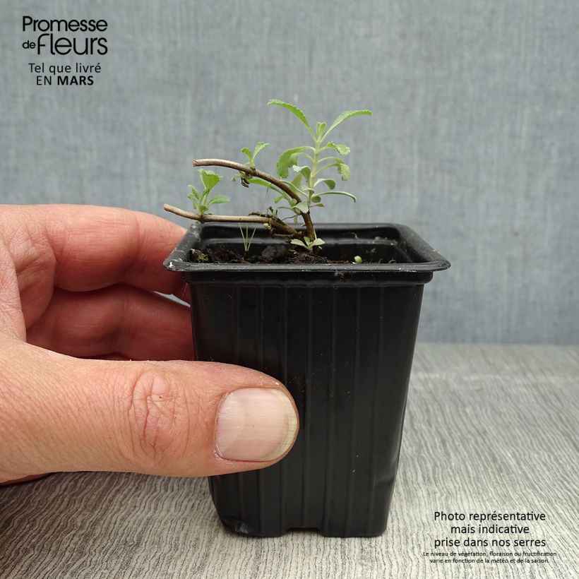 Amostra de Sálvia apiana Vaso de 7/8 cm tal como entregue na primavera