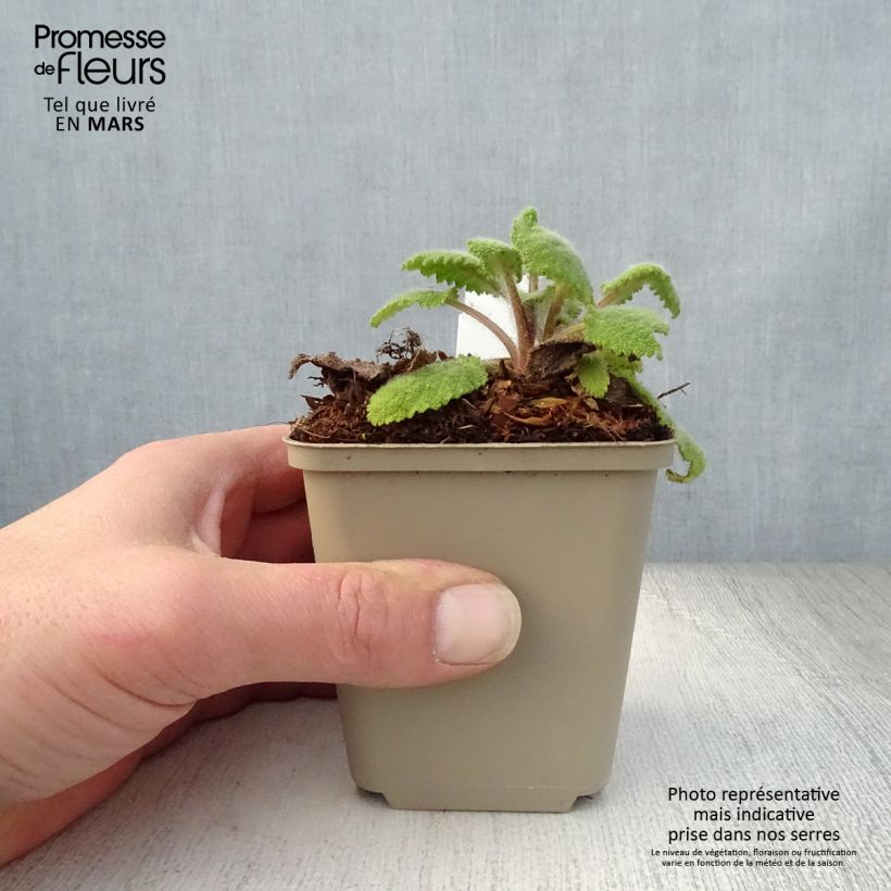 Amostra de Sálvia sclarea Vatican White Vaso de 8/9 cm tal como entregue na primavera