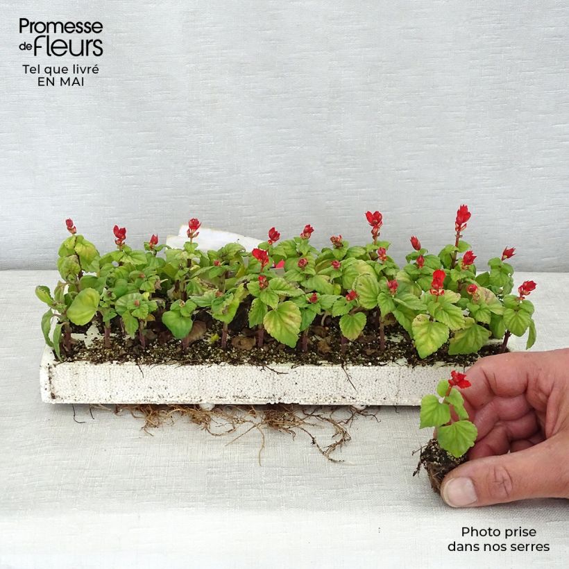 Amostra de Sauge splendens Carambita Minimotte : motte 2,2 cm x 2 cm en plaque de culture par 35 tal como entregue na primavera