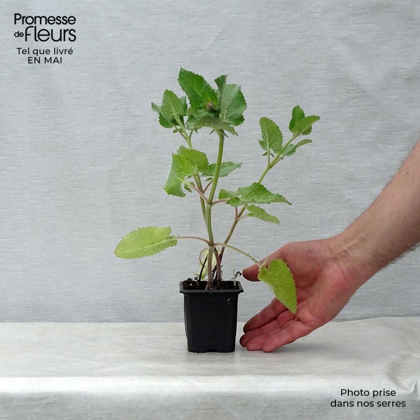 Amostra de Sálvia verticillata Endless Love Vaso de 8/9 cm tal como entregue na primavera