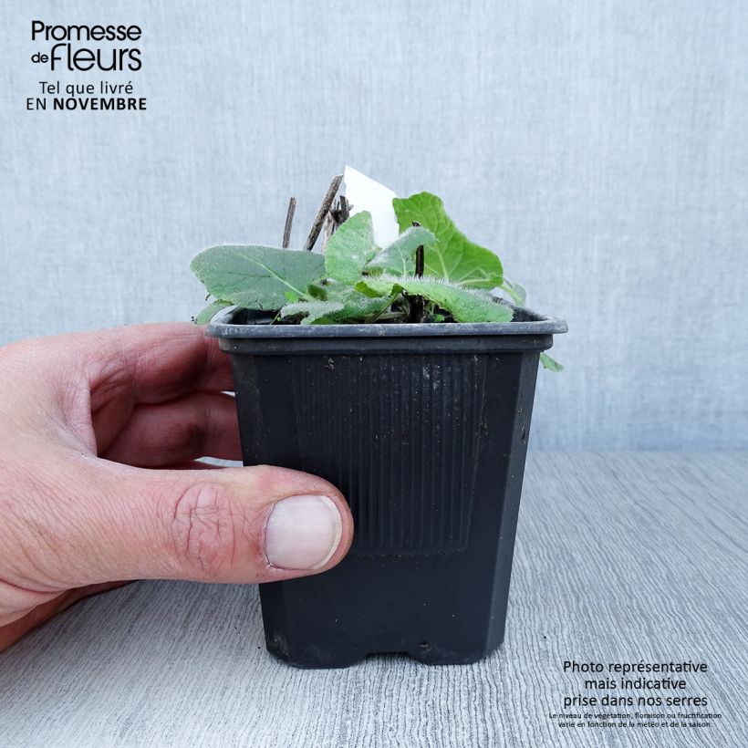 Amostra de Sálvia verticillata Endless Love Vaso de 8/9 cm tal como entregue no outono