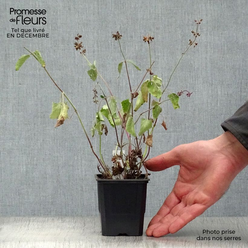 Amostra de Sauge verticillée - Salvia verticillata Endless Love Vaso de 8/9 cm tal como entregue no inverno