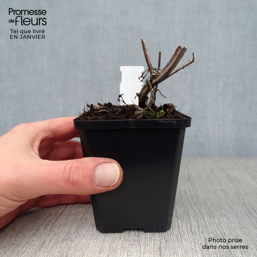 Amostra de Sálvia verticillata Purple Rain Vaso de 8/9 cm tal como entregue no inverno