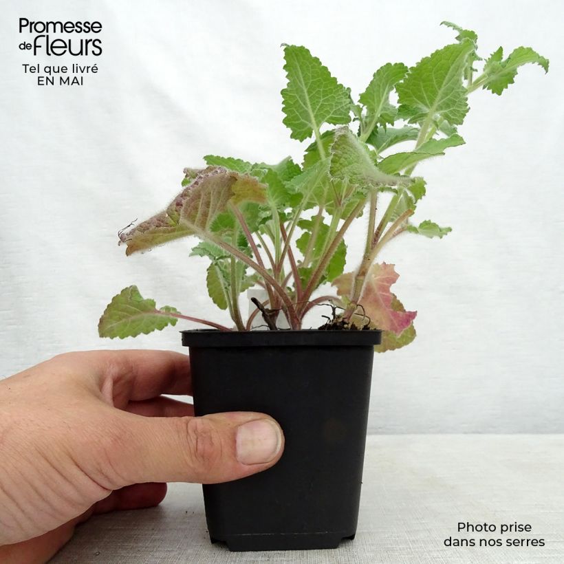 Amostra de Sálvia verticillata Purple Rain Vaso de 8/9 cm tal como entregue na primavera