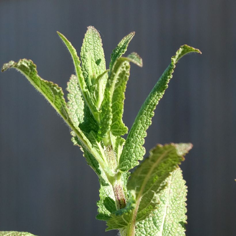 Sálvia nemorosa Caradonna (Folhagem)