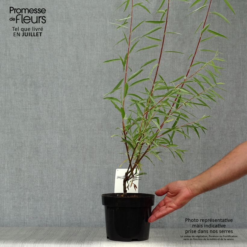 Amostra de Salix acutifolia Blue Streak - Salgueiro Vaso de 3 L/4 L tal como entregue no verão